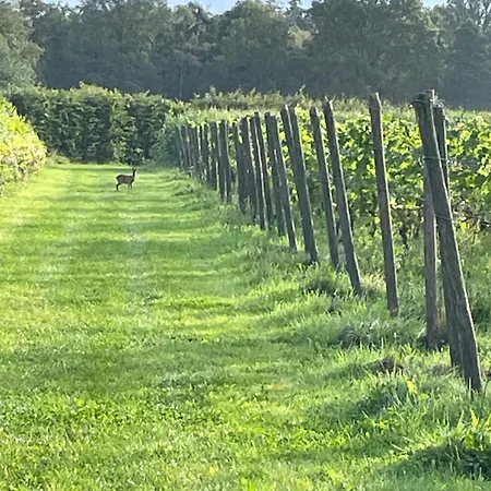 Erve Zonnehoeve En Wijngaard Couette-café Vorden