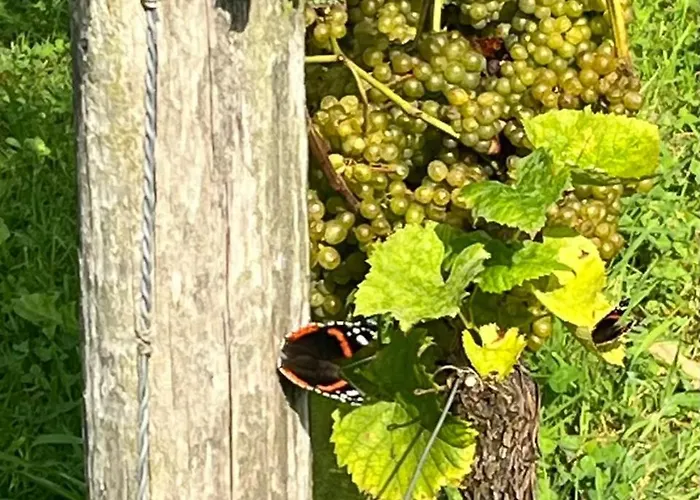 Erve Zonnehoeve En Wijngaard 3* 보르덴