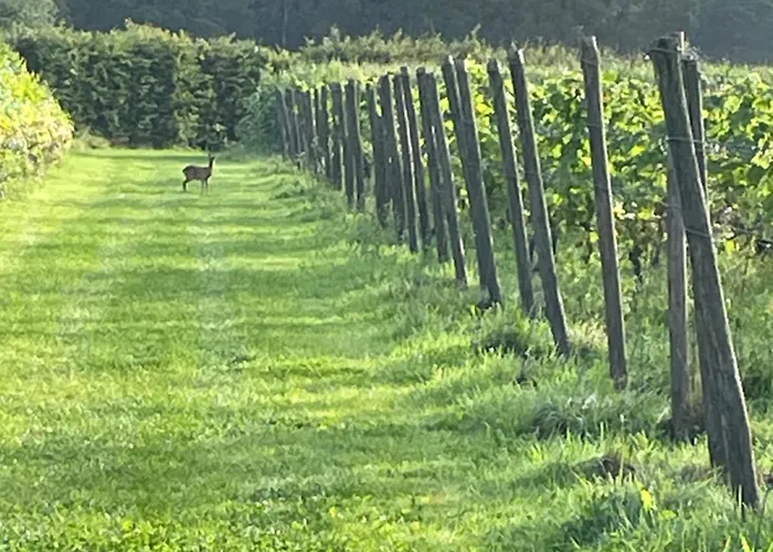 Erve Zonnehoeve En Wijngaard B&B 보르덴